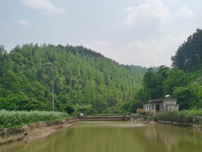 茶园齐心原生态养殖场