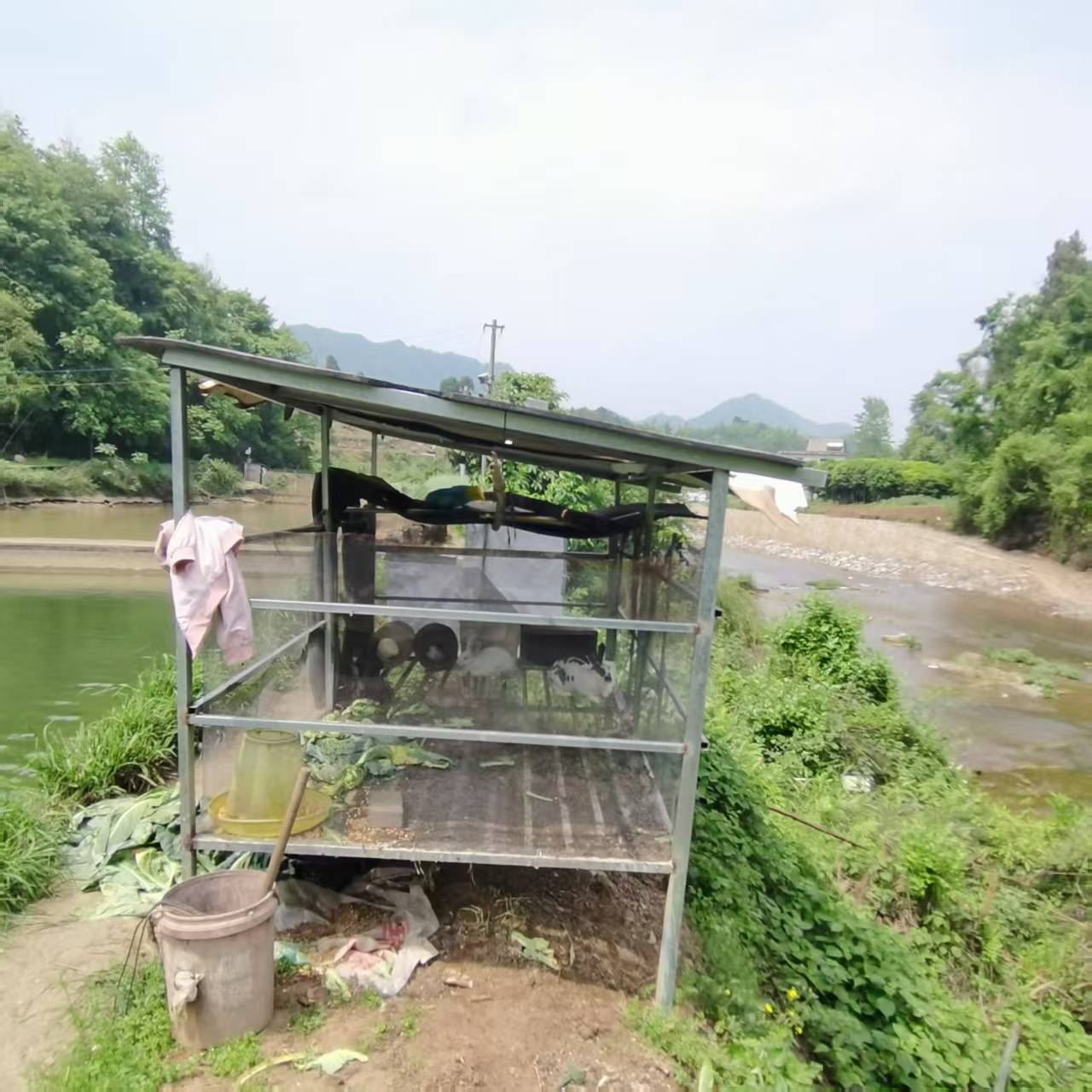 茶园齐心原生态养殖场