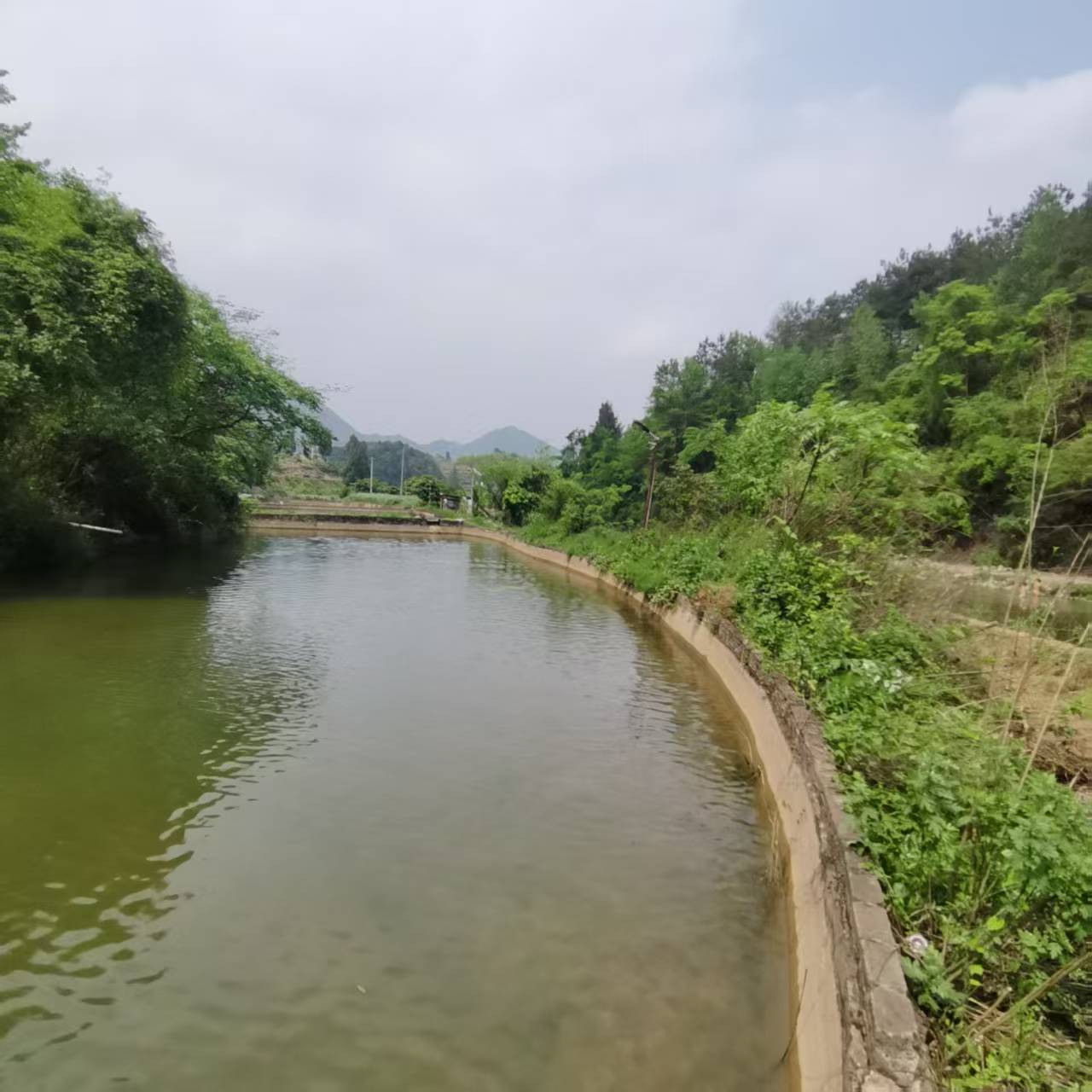 茶园齐心原生态养殖场