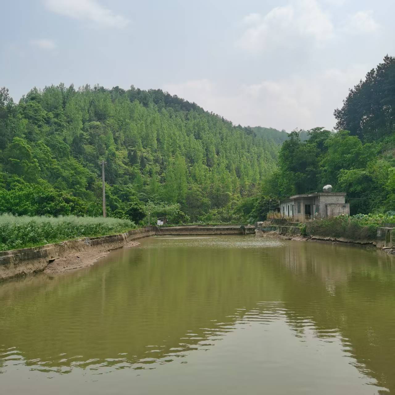 茶园齐心原生态养殖场