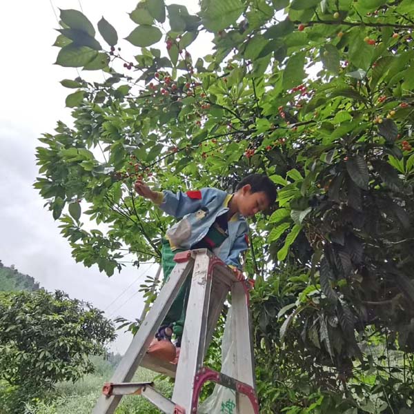 茶园齐心原生态养殖场
