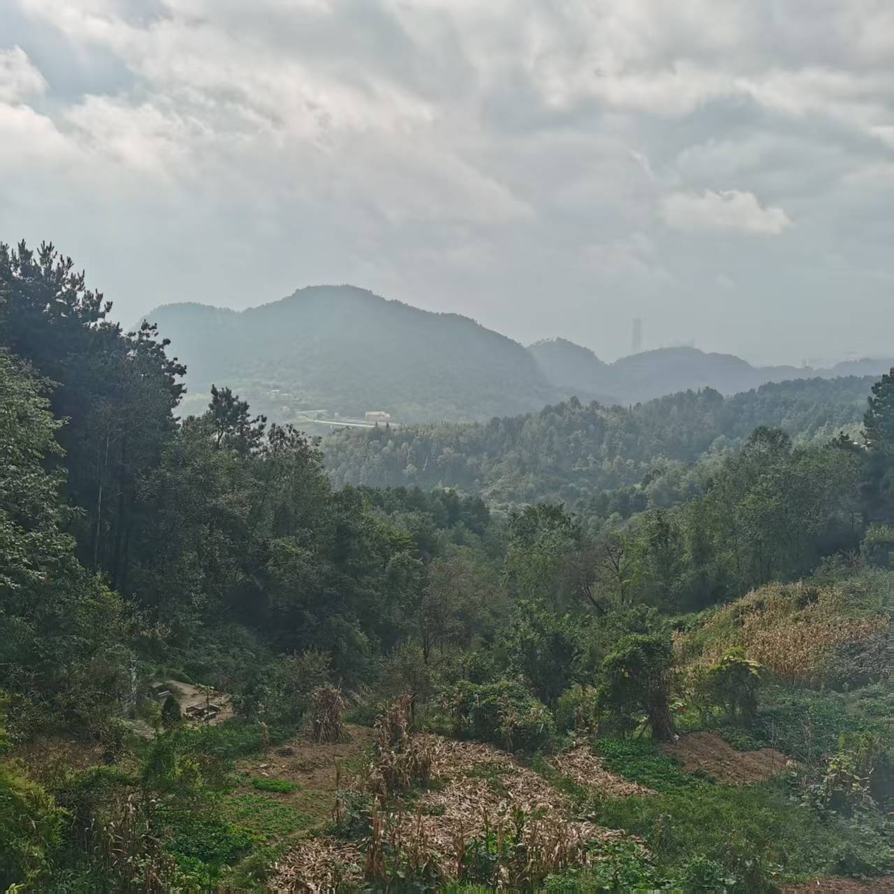 大关村山地露天蔬菜基地