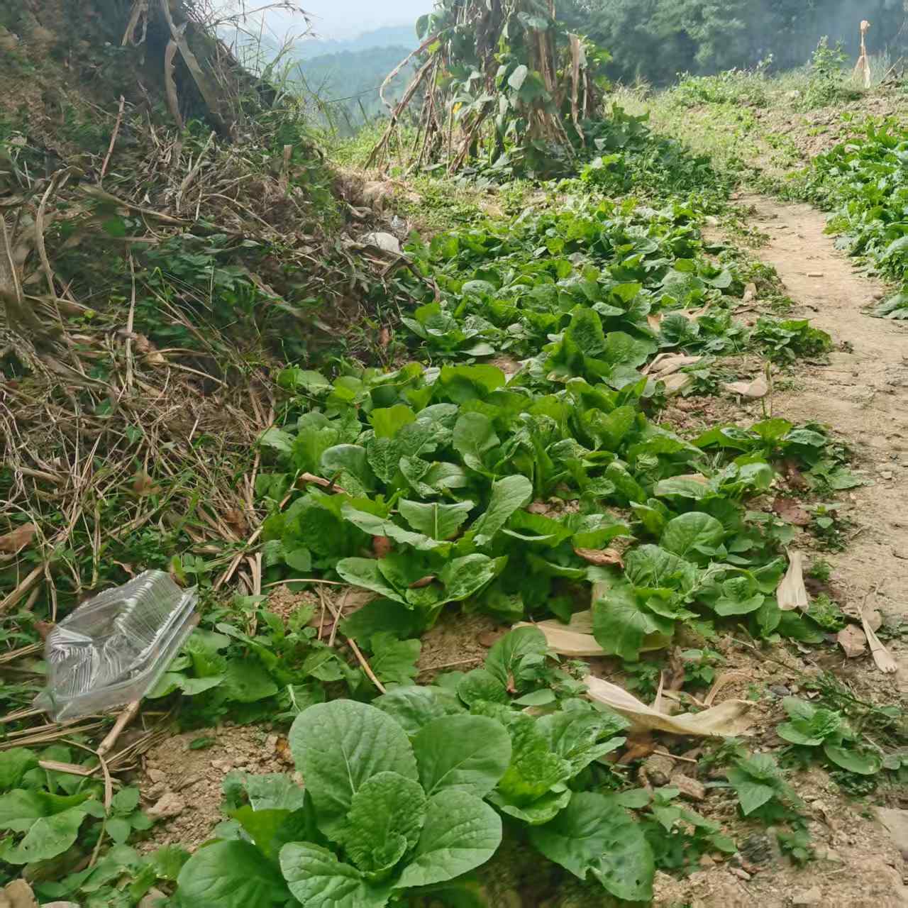 大关村山地露天蔬菜基地