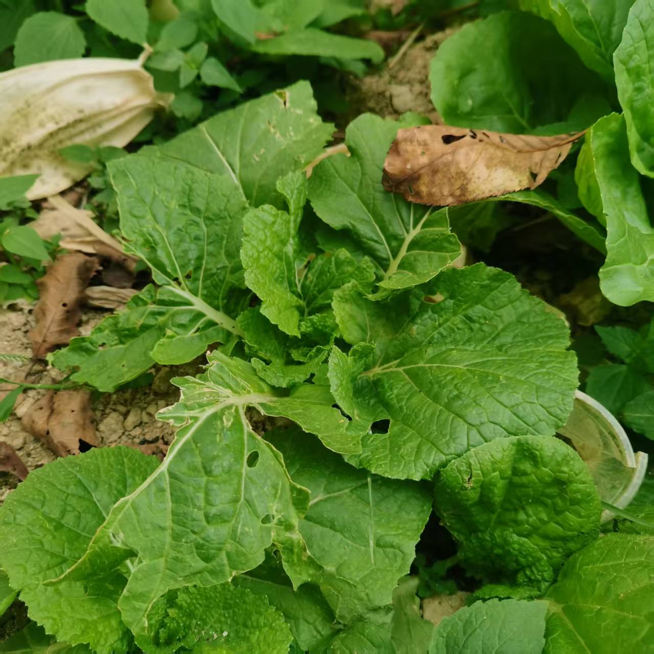 山地露天时令蔬菜