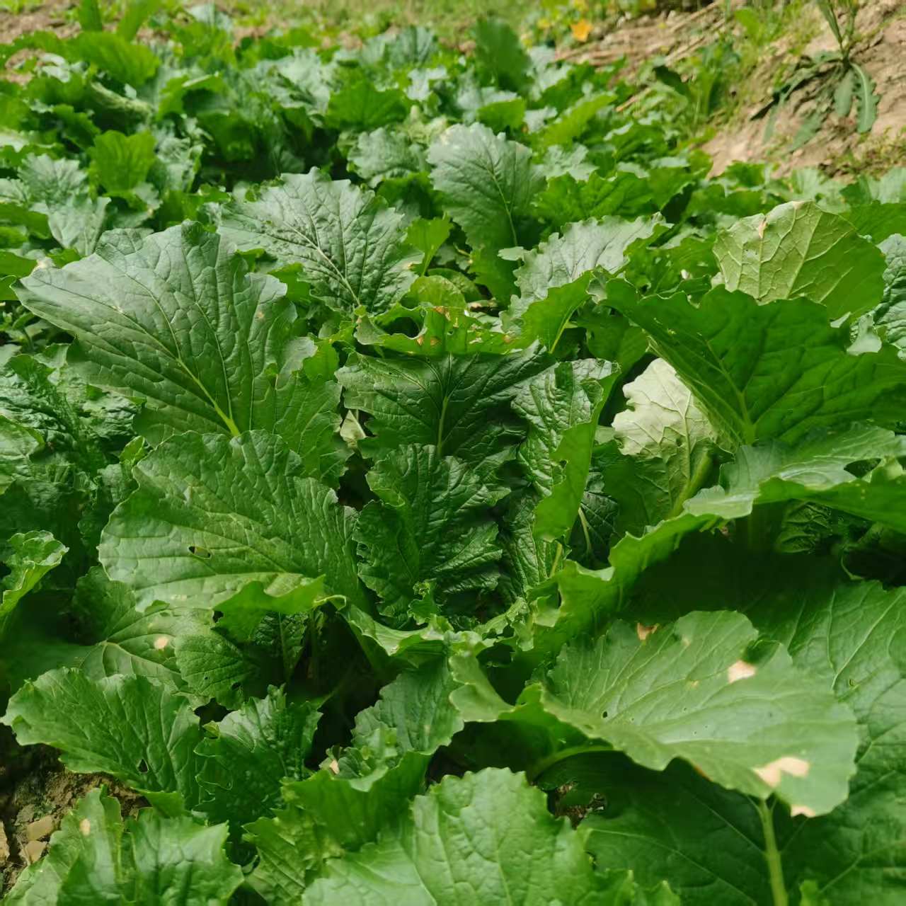 山地露天时令蔬菜