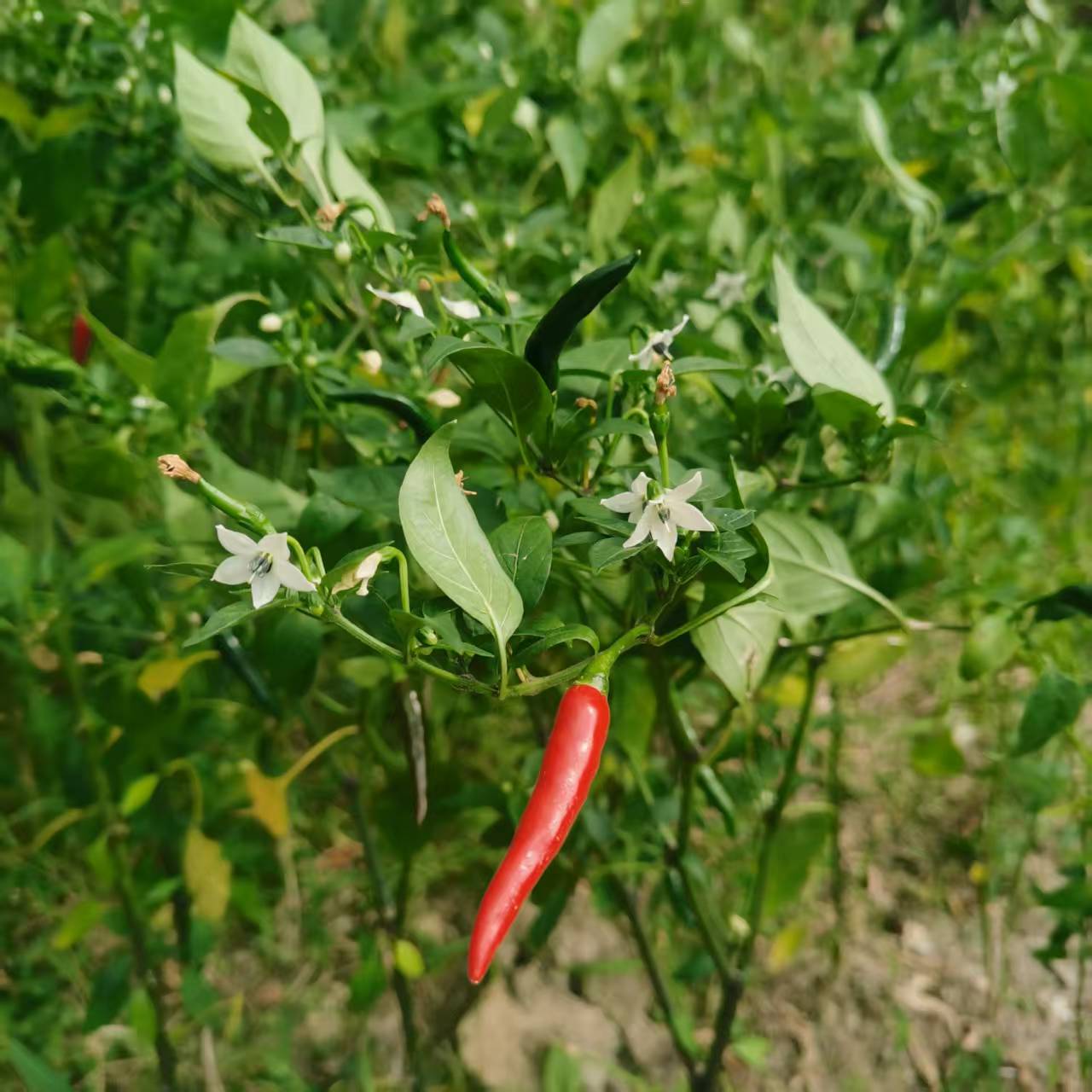 山地露天时令蔬菜