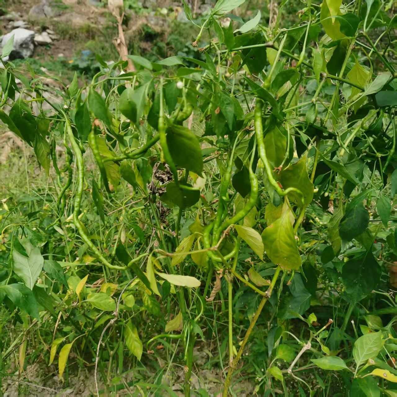 山地露天时令蔬菜