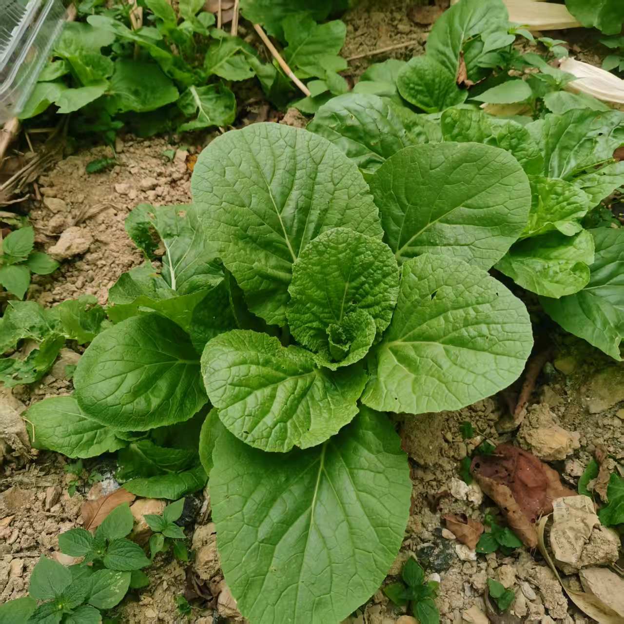 山地露天时令蔬菜