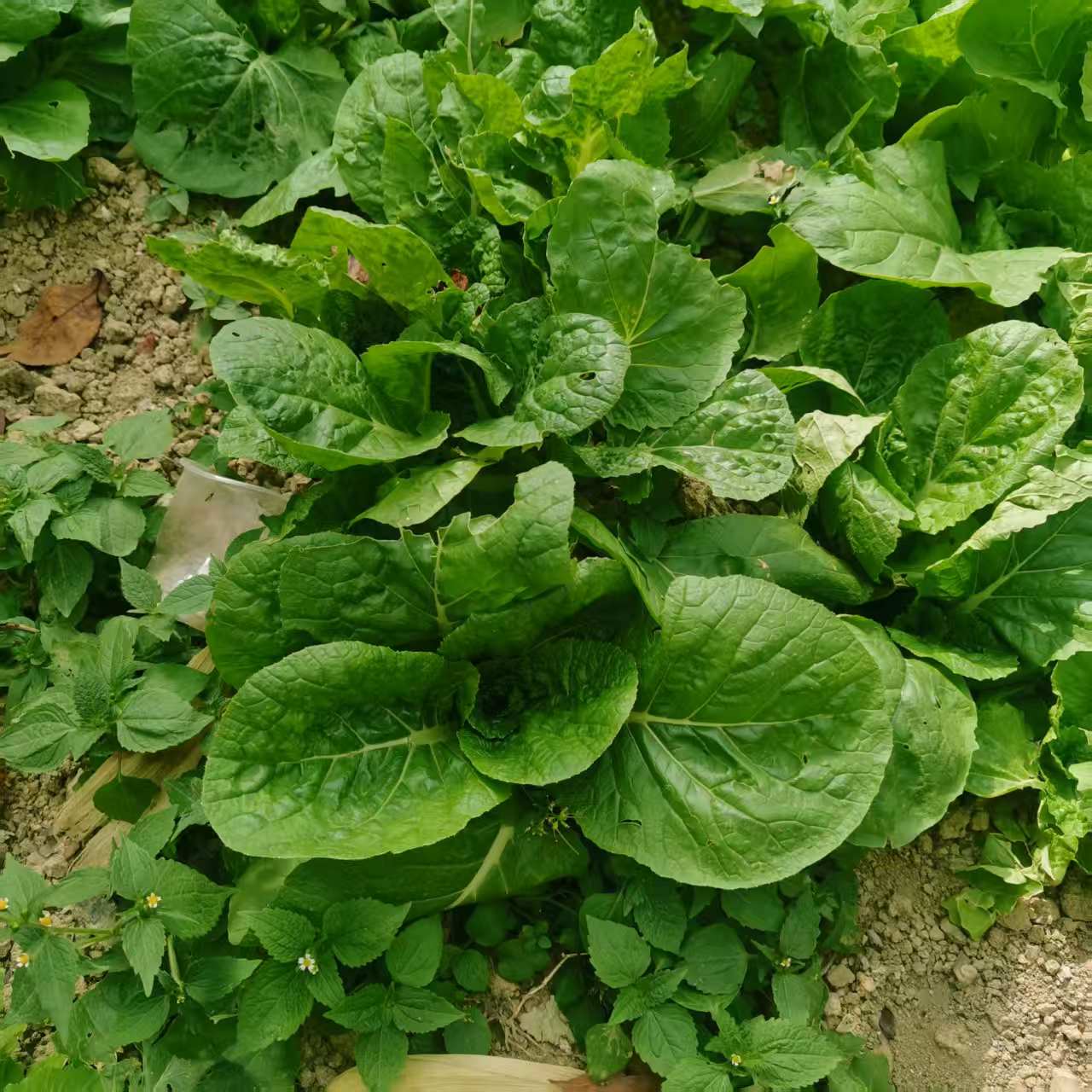 山地露天时令蔬菜