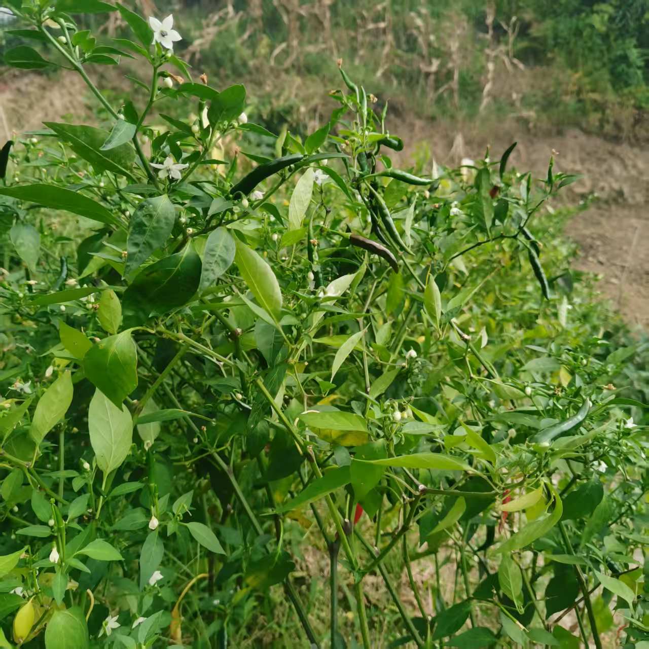 山地露天时令蔬菜