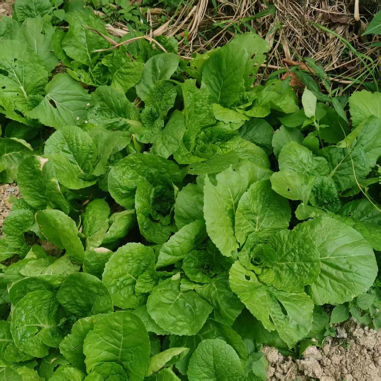 山地露天时令蔬菜