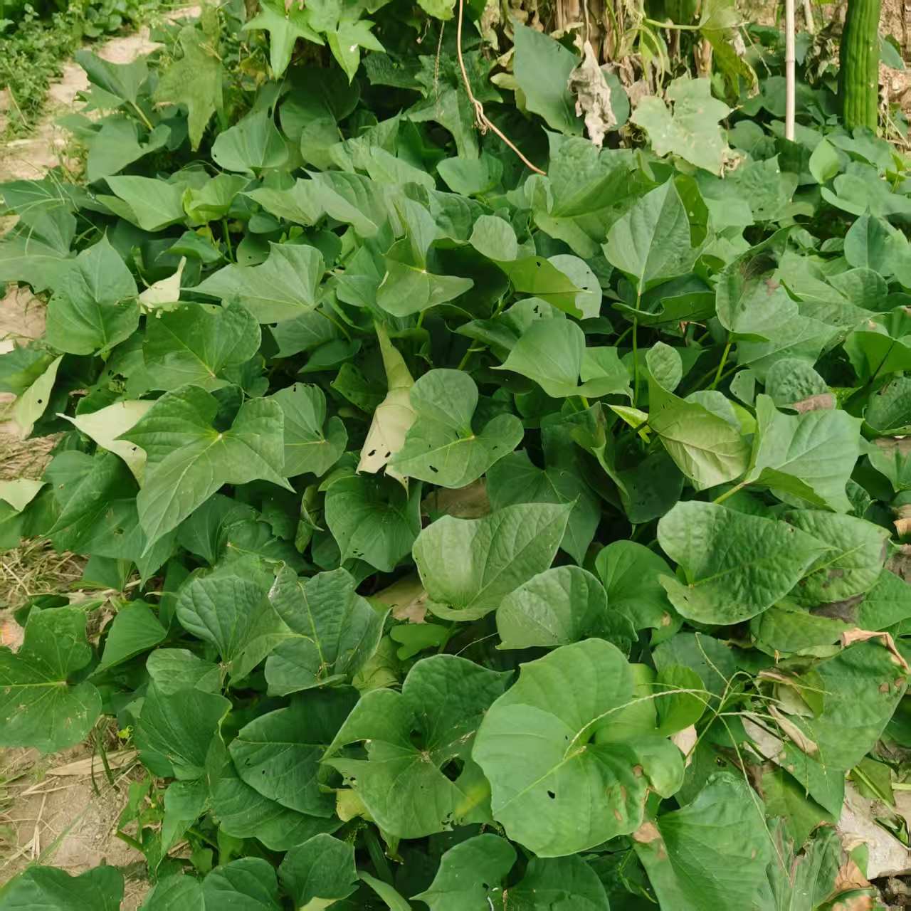 山地露天时令蔬菜